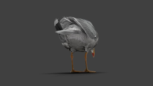 Seagull Seagull Eating 5 vfx asset stock footage