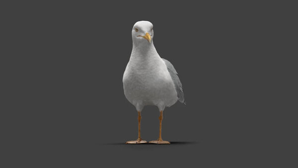 Seagull Seagull Standing 1 vfx asset stock footage