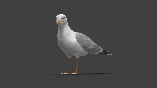 Seagull Seagull Standing 2 vfx asset stock footage