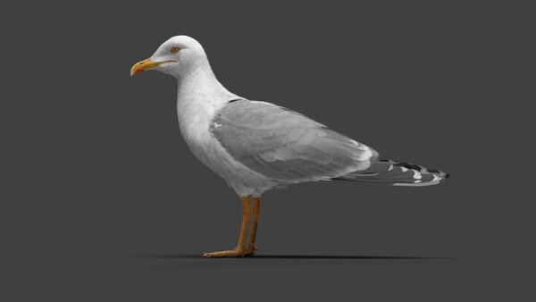 Seagull Seagull Standing 3 vfx asset stock footage