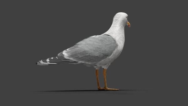 Seagull Seagull Standing 4 vfx asset stock footage
