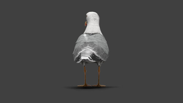Seagull Seagull Standing 5 vfx asset stock footage