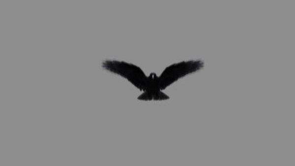 Crow Crow Flying 1 vfx asset stock footage