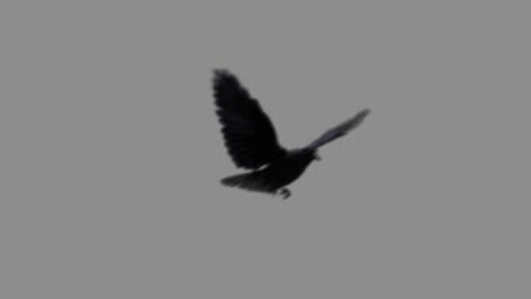 Crow Crow Flying 2 vfx asset stock footage
