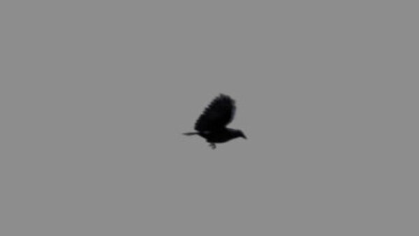 Crow Crow Flying 3 vfx asset stock footage