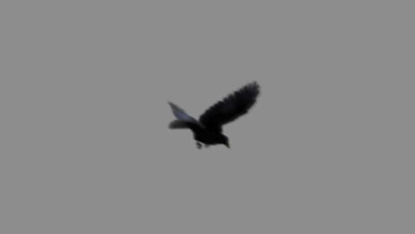 Crow Crow Flying 4 vfx asset stock footage