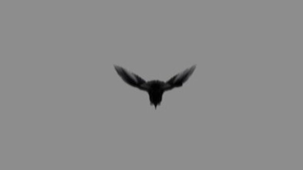 Crow Crow Flying 5 vfx asset stock footage