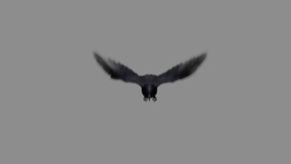 Crow Crow Flying High Angle 1 vfx asset stock footage