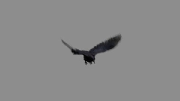 Crow Crow Flying High Angle 2 vfx asset stock footage