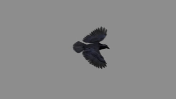 Crow Crow Flying High Angle 3 vfx asset stock footage