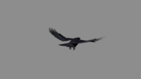 Crow Crow Flying High Angle 4 vfx asset stock footage