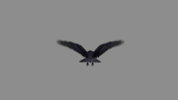 Crow Crow Flying High Angle 5 vfx asset stock footage
