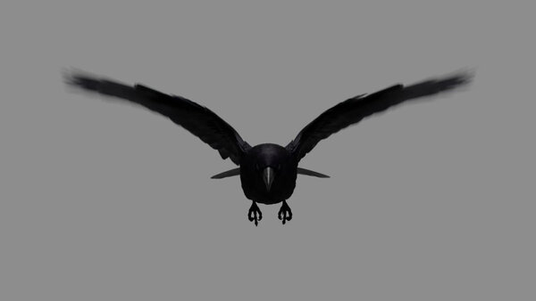 Crow Crow Fly Cycle 1 vfx asset stock footage