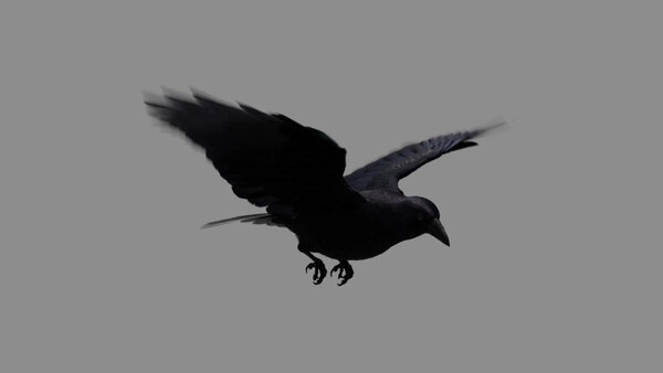 Crow Crow Fly Cycle 2 vfx asset stock footage