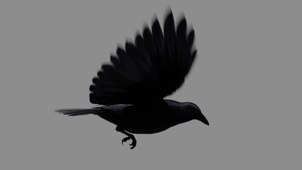 Crow Crow Fly Cycle 3 vfx asset stock footage