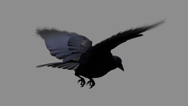Crow Crow Fly Cycle 4 vfx asset stock footage