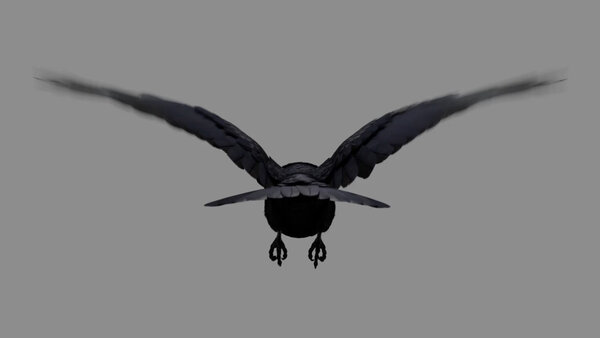Crow Crow Fly Cycle 5 vfx asset stock footage