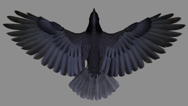 Crow Crow Fly Cycle 6 vfx asset stock footage