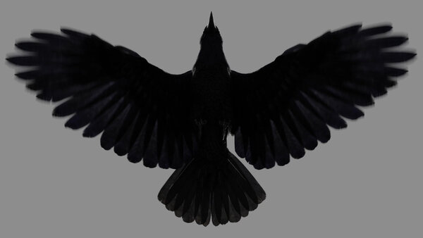 Crow Crow Fly Cycle 7 vfx asset stock footage