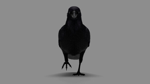 Crow Crow Walking 1 vfx asset stock footage