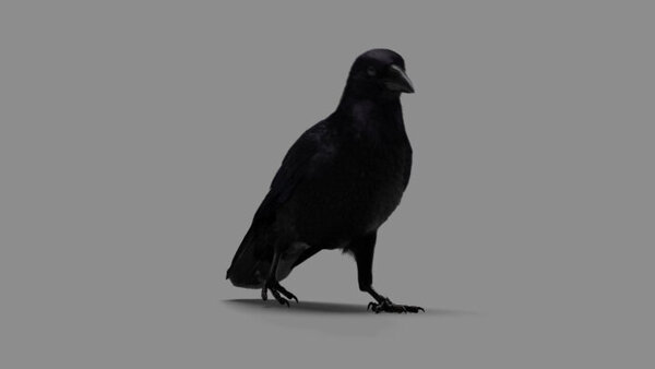 Crow Crow Walking 2 vfx asset stock footage