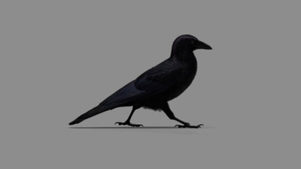 Crow Crow Walking 3 vfx asset stock footage