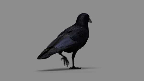 Crow Crow Walking 4 vfx asset stock footage