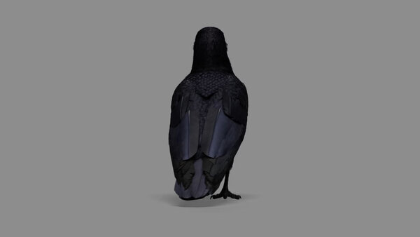 Crow Crow Walking 5 vfx asset stock footage
