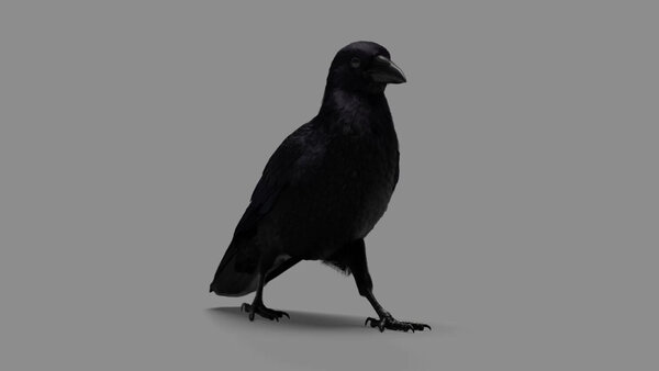 Crow Crow Walk Cycle 2 vfx asset stock footage