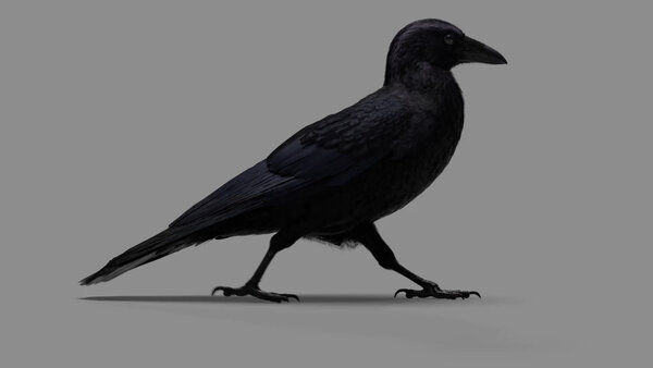 Crow Crow Walk Cycle 3 vfx asset stock footage