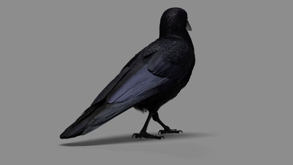 Crow Crow Walk Cycle 4 vfx asset stock footage