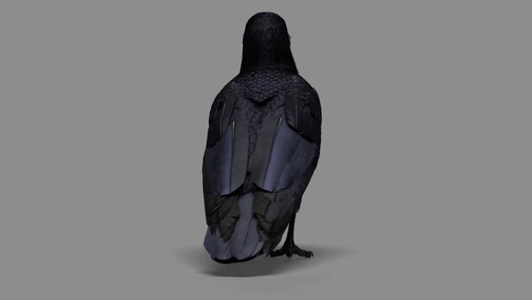 Crow Crow Walk Cycle 5 vfx asset stock footage