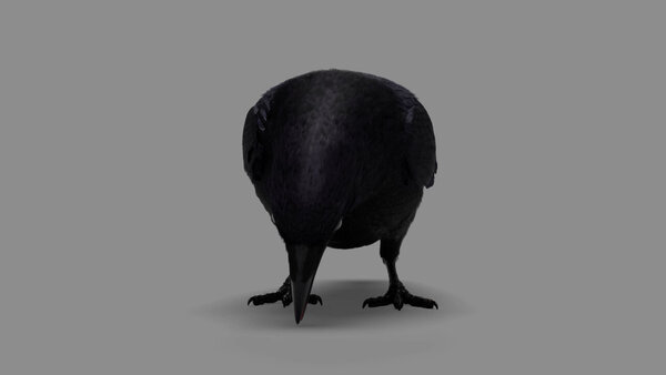 Crow Crow Eating 1 vfx asset stock footage