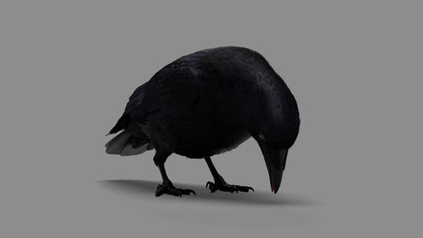 Crow Crow Eating 2 vfx asset stock footage