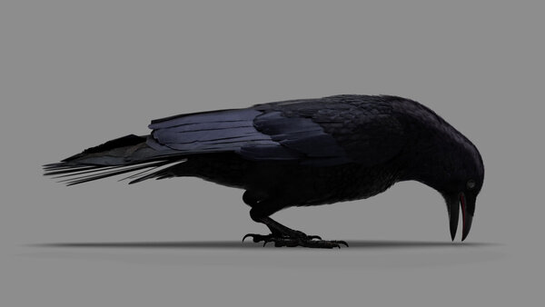 Crow Crow Eating 3 vfx asset stock footage