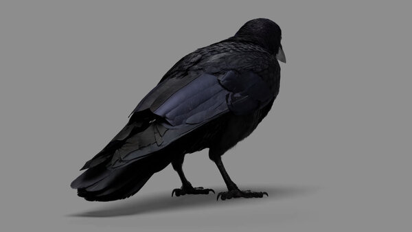 Crow Crow Eating 4 vfx asset stock footage