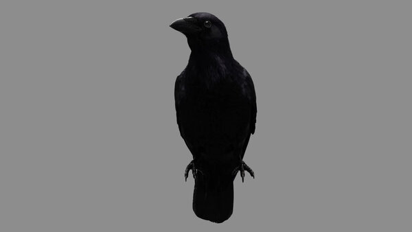 Crow Crow Standing 1 vfx asset stock footage