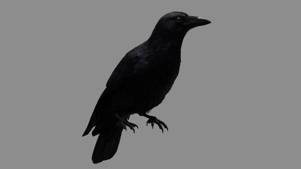 Crow Crow Standing 2 vfx asset stock footage
