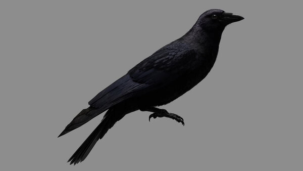 Crow Crow Standing 3 vfx asset stock footage