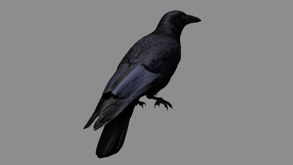 Crow Crow Standing 4 vfx asset stock footage