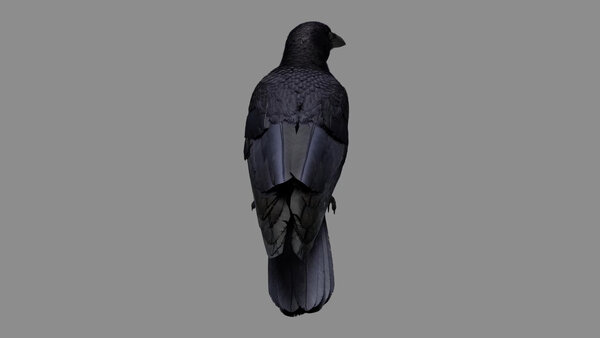 Crow Crow Standing 5 vfx asset stock footage