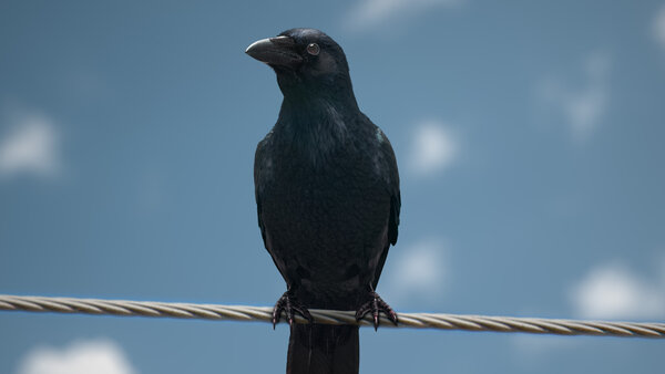 Crow