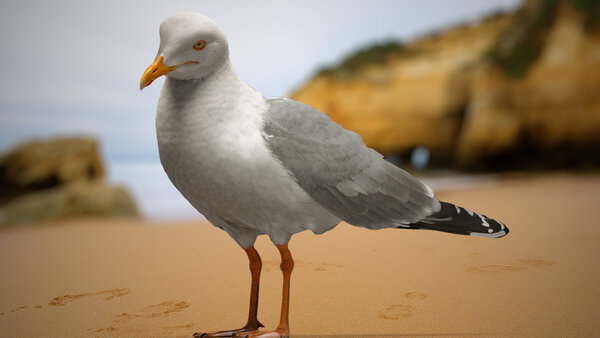 Seagull